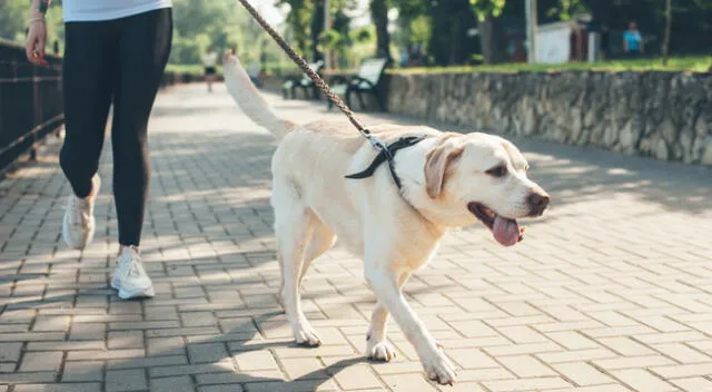 Consejos para mejorar el paseo con tu perro.