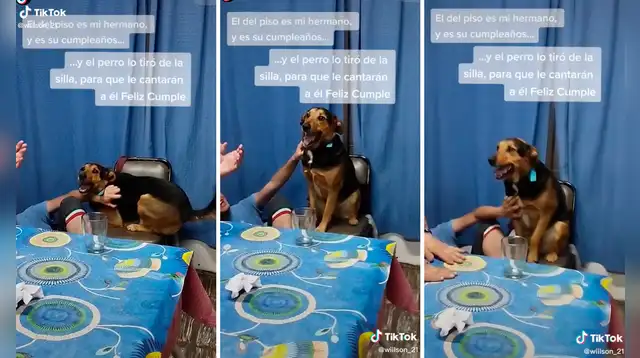 TikTok video viral: perrito le quita el protagonista a su dueño y la ...
