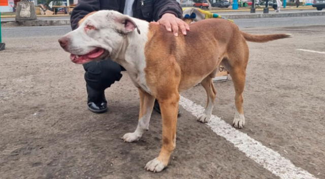 Lalo apareció lastimado luego de una semana de búsqueda.