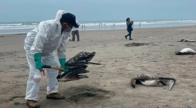 Siguen apareciendo pelícanos muertos en las playas de Lambayeque.