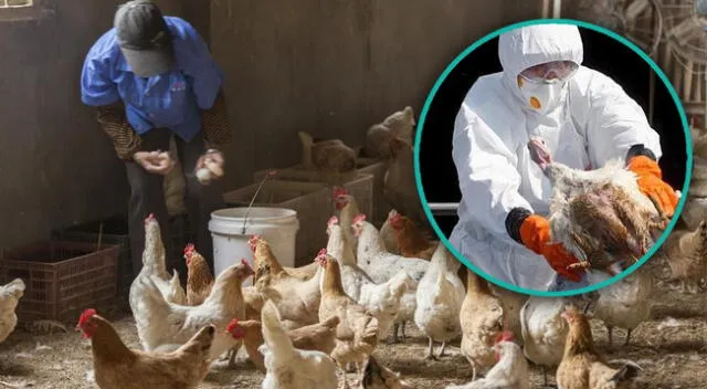 Senasa brinda medidas de bioseguridad contra la gripe aviar para que no haya brotes en corrales.