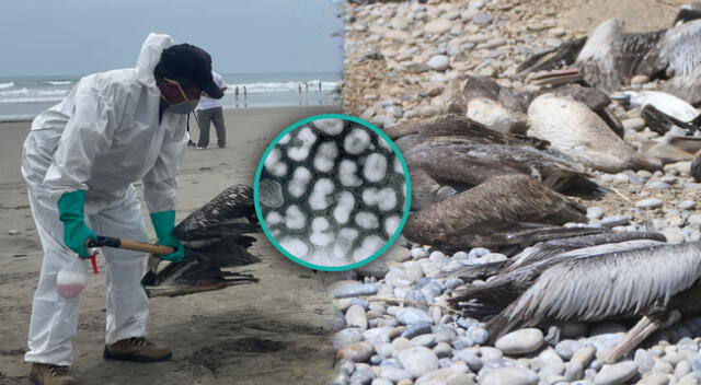 Gripe aviar a ocasionado la muerte de miles de pelícanos en el Perú.