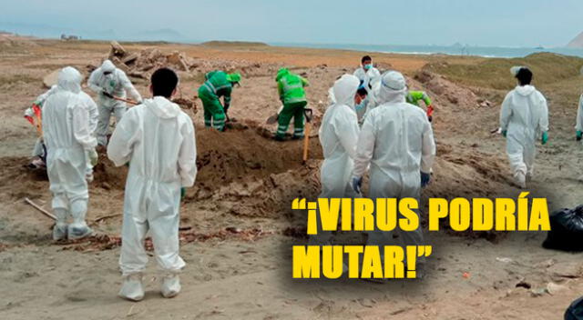 Gripe aviar en el Perú podría MUTAR y generar una nueva pandemia