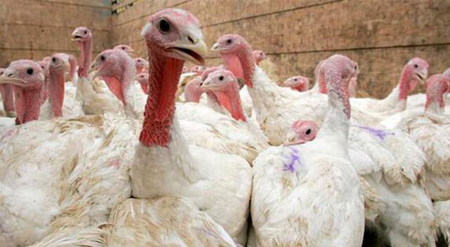 Gobierno prohíbe las ferias avícolas por gripe aviar.