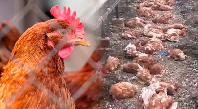 La infección del virus H5N1 habría saltado a la zona de criaderos de gallinas que están cerca del litoral.