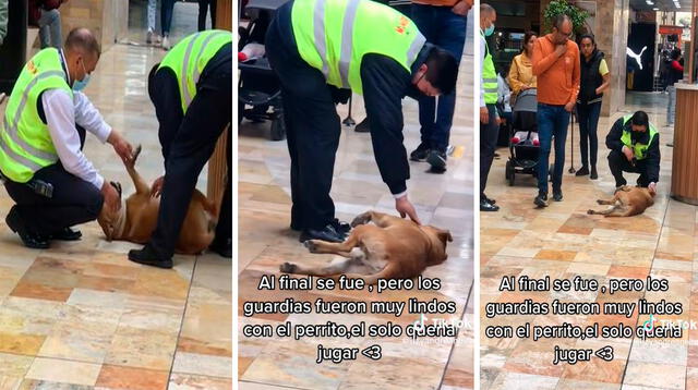 Tras ser notificados sobre la presencia del animal, los agentes fueron a buscarlo por los diferentes espacios del centro comercial.
