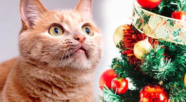 Conoce la relación sobre los gatos y el árbol de Navidad.