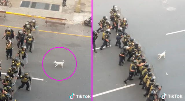 El perrito corrió en dirección a los policías y les empezó a ladrar.