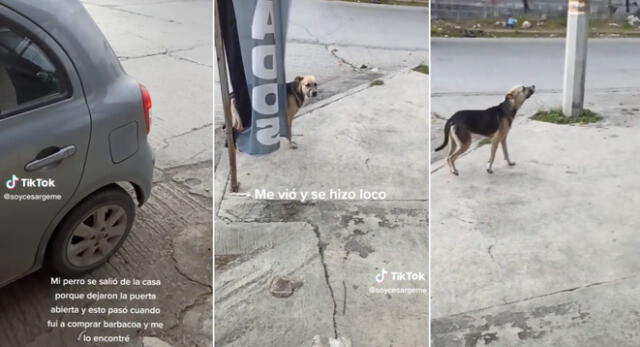 El perrito reaccionó de una singular manera al encontrarse con su dueño en plena calle y es viral en TikTok.