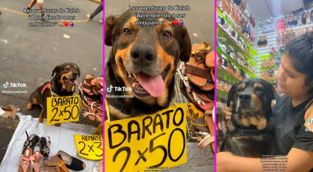 El perrito apoya a su dueña con la venta de sandalias.