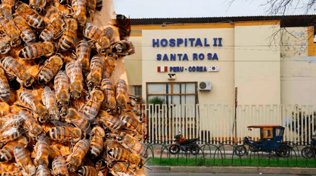 Ataque de abejas en Piura, dejó un fallecido.