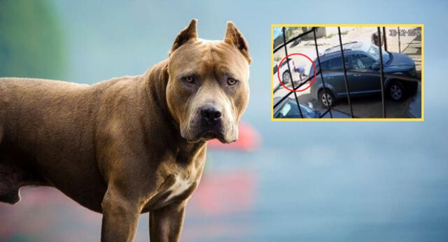 El perro de raza pitbull fue apuñalado y perdió la vida tras el ataque del padre de la víctima de 13 años.