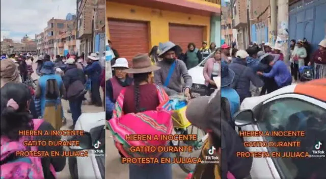 Protestantes en Juliaca habrían matado gatito