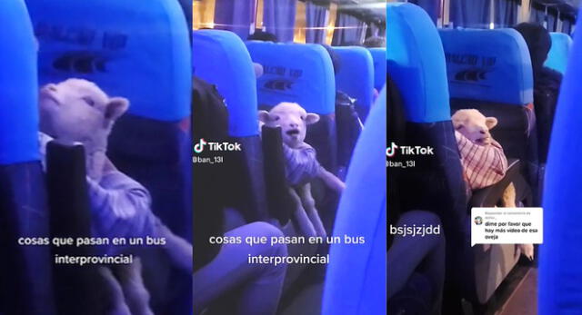 La ovejita bebé estaba balando en pleno bus y llamó la atención de los pasajeros haciéndose viral en TikTok.