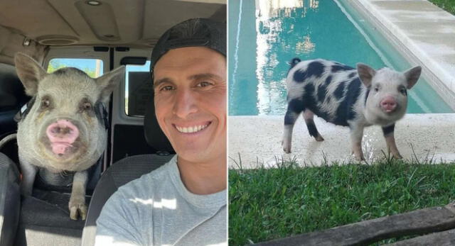 Facundo Medina adoptó a la chanchita mini pig para tenerla como mascota, pero terminó en tragedia en Argentina.