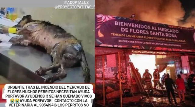 Piden ayuda para perritos que quedaron atrapados en incendio en mercado de flores