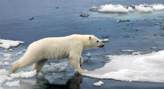 Un oso polar mató a una mujer y niño tras perseguir a habitante de Wales en Alaska.