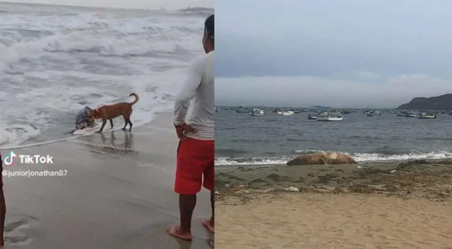 Lobo marino es varado por el mar en Punta Negra