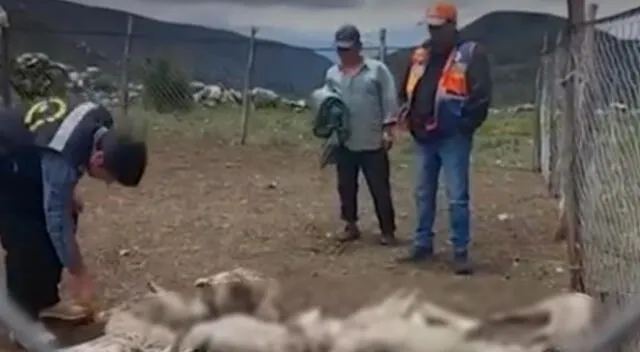Ganadero pierde a 28 ovejas que fueron víctimas de un rayo en Huaraz.