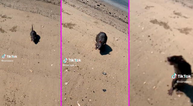 El joven no imaginó que la rata lo atacaría en medio de la playa.