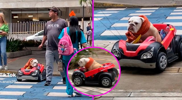 El perrito salió a pasear con su dueño a bordo de su propio auto.