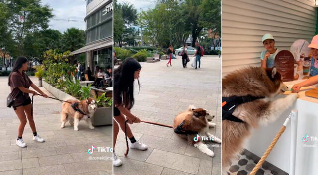 Perrito se lució al comer helado.