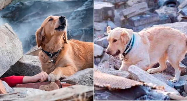 El perrito rescatista habría encontrado a su dueño bajo los escombros tras el terremoto en Turquía.