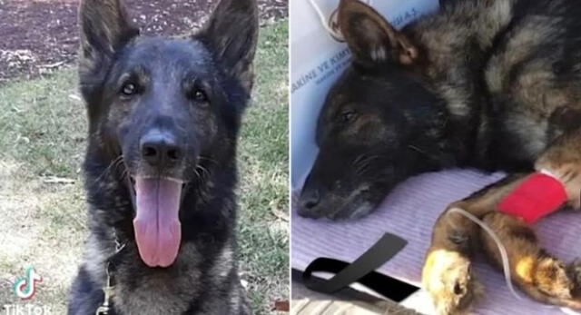 Proteo es un perrito rescatista que fue enviado de México a Turquía para hallar sobrevivientes del terremoto.