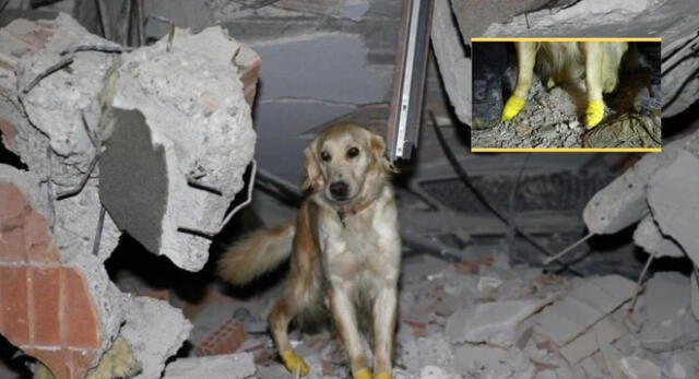 Kopuk es un perrito rescatista que ha logrado sacar a personas de los escombros tras el terremoto en Turquía.