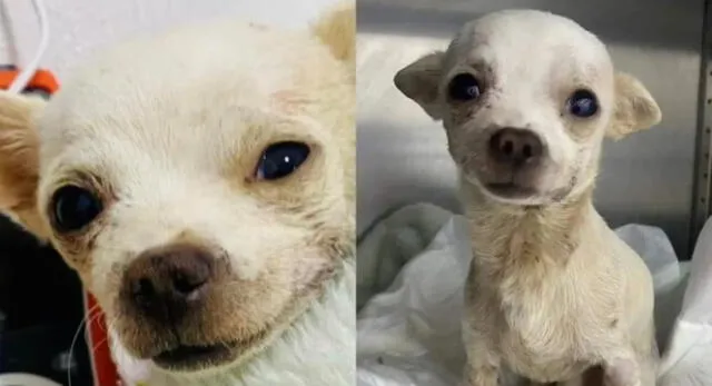 Pinky, el perro chihuahua que defendió su casa de los ladrones en México perdió la vida.