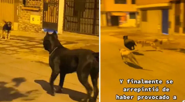 Los perritos expulsaron al can de su zona y la escena fue viral.