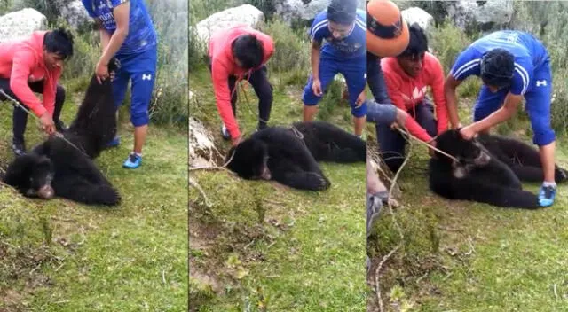Comuneros manipulando a oso de anteojos muerto tras ahoracarse con soga