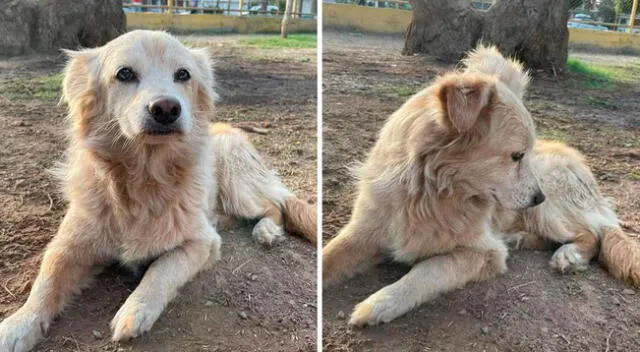 Jesús Maldonado, alcalde de SJL, busca hogar para un perrito rescatado de la calle.