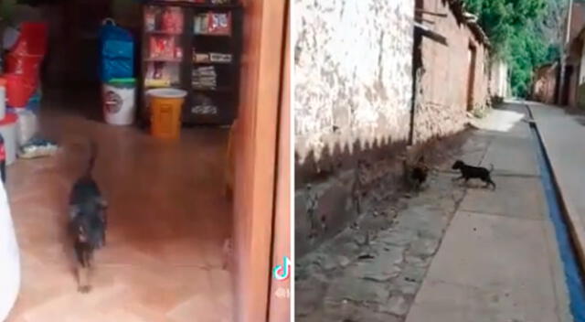 TikTok video viral: perrito demuestra que puede arrear a las gallinas.