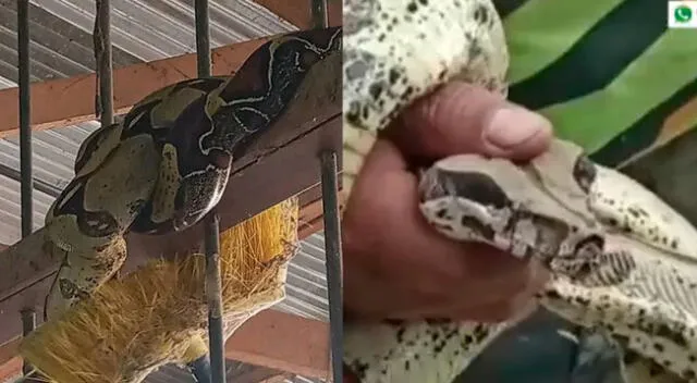 Boa de metro y medio de largo se enroscó en la ventana de una aula del colegio.