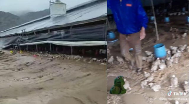 granja avícola donde empresarios perdieron todos sus pollos por huaicos.