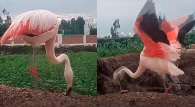 Las aves se encontraban comiendo en una chacra en Sachaca.