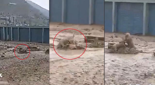 Peculiar pelea de perros durante huaico en Jicamarca se hizo viral en las redes sociales.