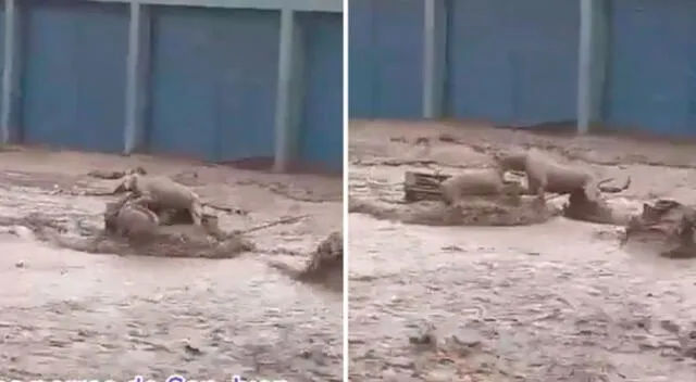 Video viral: los perros se peleaban en las aguas turbias.