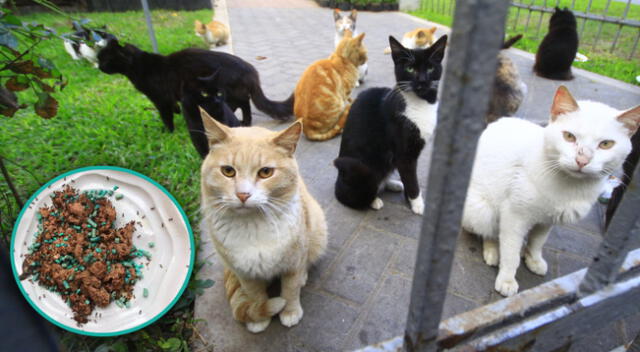 Gatos del parque Kennedy vienen siendo envenenados.