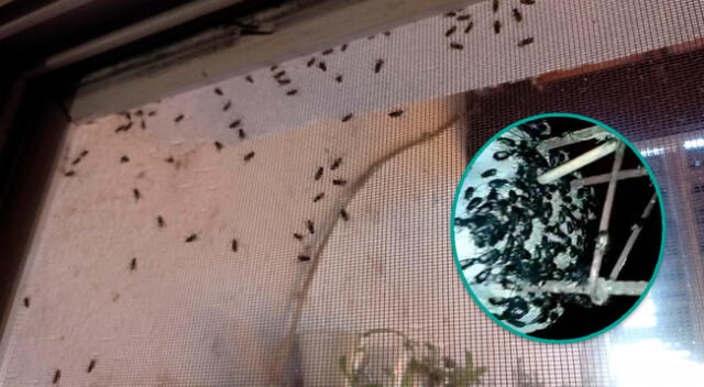 Plaga de insectos ingresa a vivienda en Áncash y asusta a pobladores.