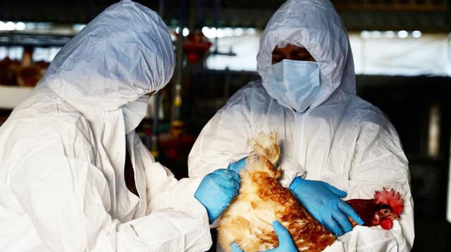 Chile reporta primer caso de gripe aviar en humano.
