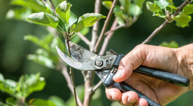 Investigación de una universidad de Israel sobre los sonidos de las plantas sorprende en redes sociales.