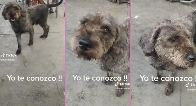 Captan a "perrito de El Narrador de Cuentos" pidiendo comida y escena es viral en TikTok.