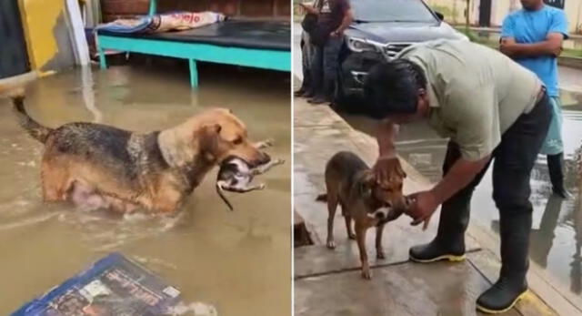 Una perrita sacó a sus cachorros fallecidos en medio de las intensas lluvias en Túcume.