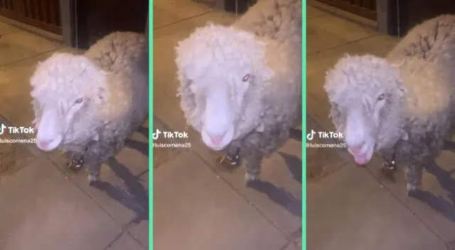 Adorable ovejita se robó el corazón de muchos usuarios con su peculiar sonido.
