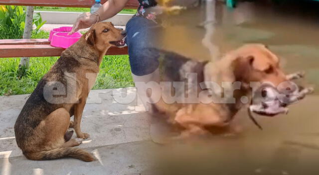 La historia de la perrita que perdió a sus cachorros.