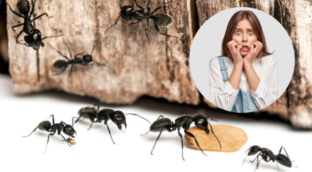 Las hormigas construyen nidos complejos en cada parte del hogar.