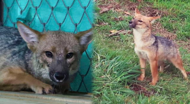 El zorrito más querido del Perú se encuentra en un lugar adecuado para su especie.