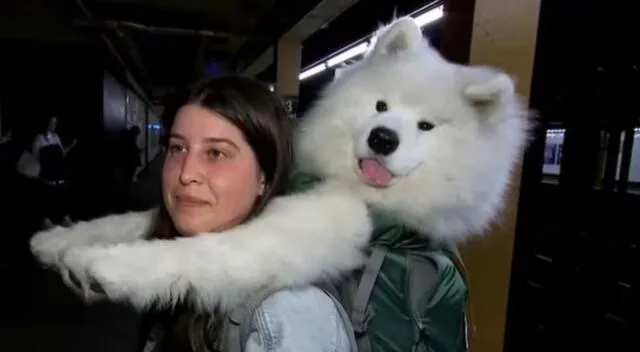 El perrito se ha ganado una gran popularidad en Nueva York.